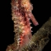 seahorse_thorny_fb_bb_si_v_0587_kom1303.jpg